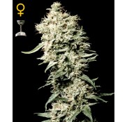 Semillas White Rhino